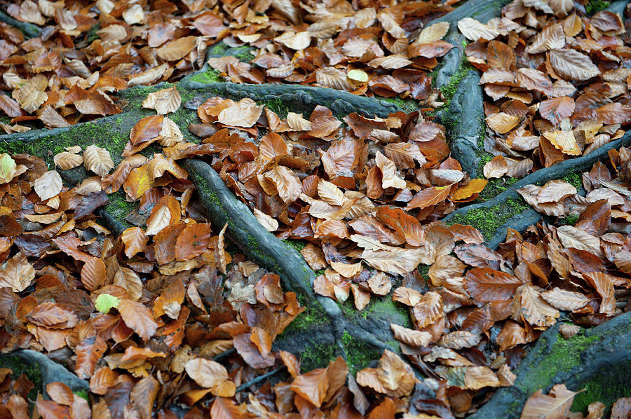 Autumn Leaves and Roots iii Photograph by Helen Jackson