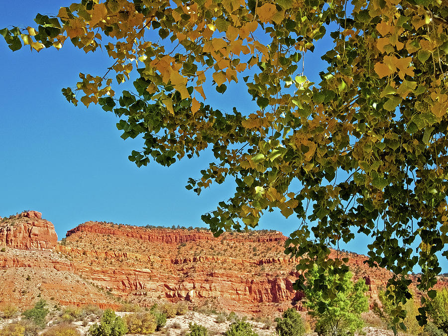 Autumn Leaves and Sandstone Cliffs from Highway 89 in Kanab, Utah Photograph by Ruth Hager