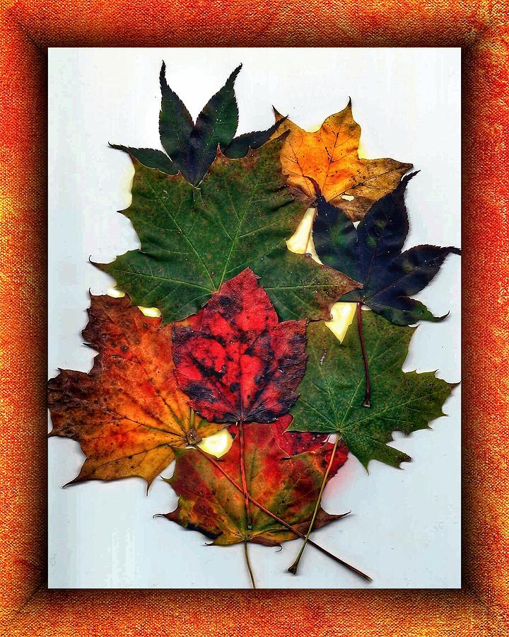 Autumn Leaves Photograph by Anne Sands