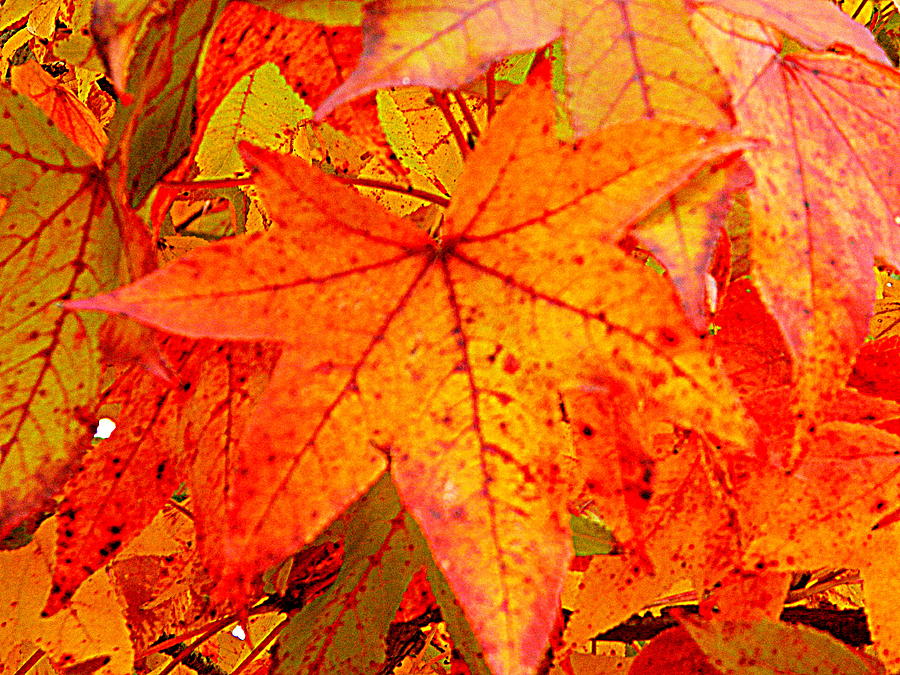 Fall Photograph - Autumn Leaves by Arlane Crump