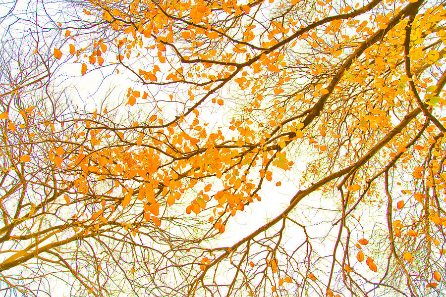 Spring Flowers Photograph - Autumn Leaves by Az Jackson