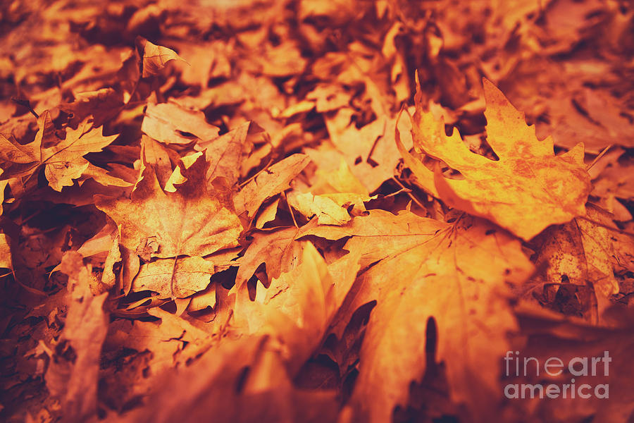 Autumn leaves background Photograph by Anna Om