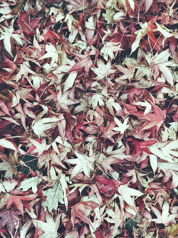 Autumn leaves background Photograph by Tom Gowanlock