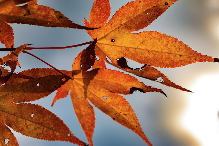 Autumn Leaves Photograph by Barry Wills