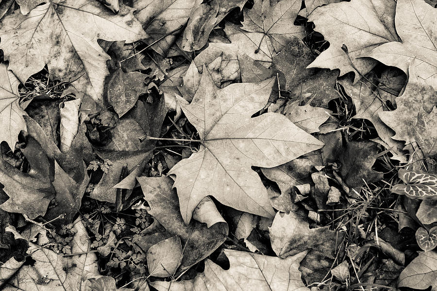 Autumn Leaves Black and White Photograph by Georgia Clare