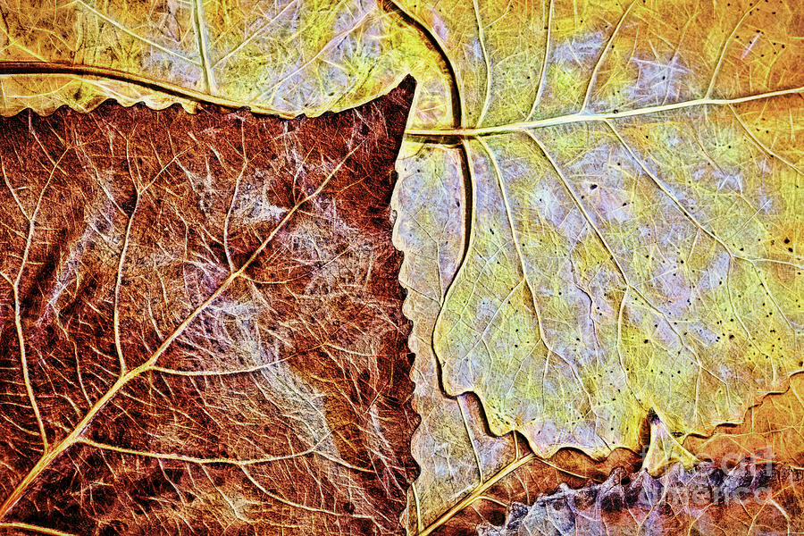 Autumn Leaves Brown And Gold Digital Art by Sharon McConnell