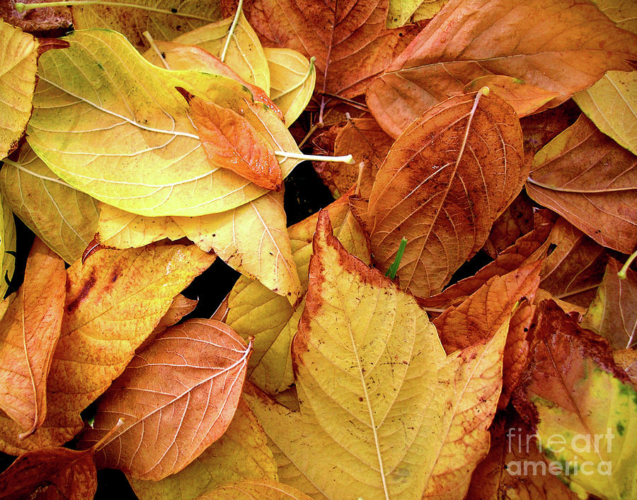 Autumn leaves Photograph by Carlos Caetano