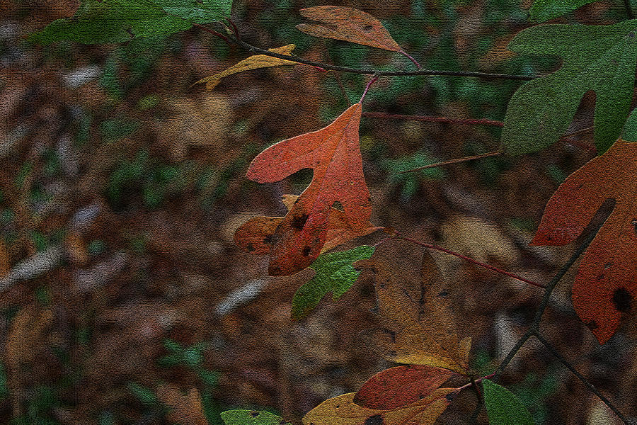 Fall Photograph - Autumn Leaves by Cathy Harper
