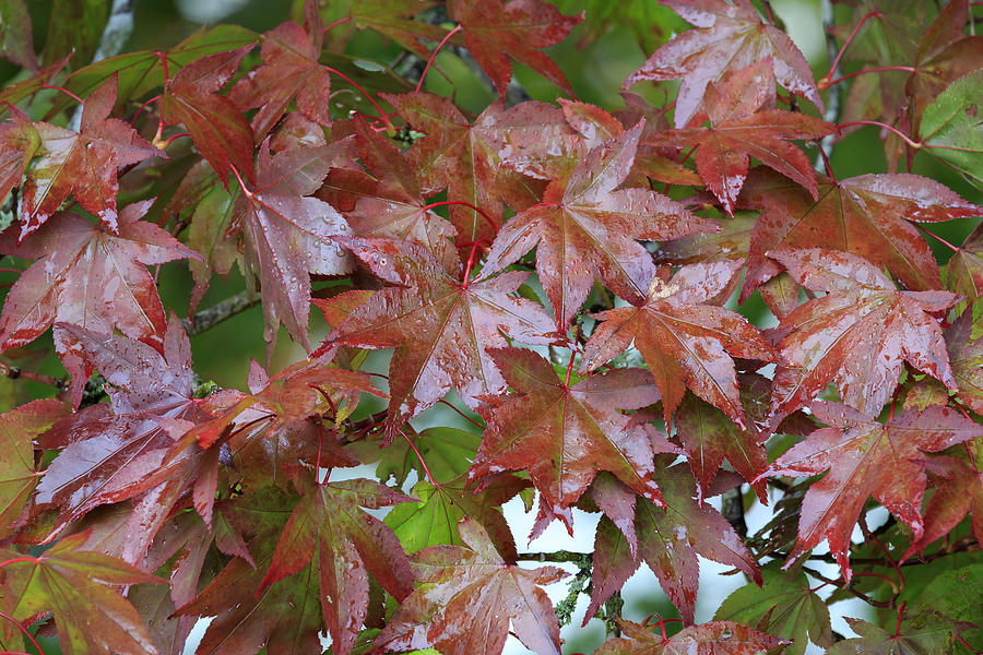 Autumn  Leaves Photograph