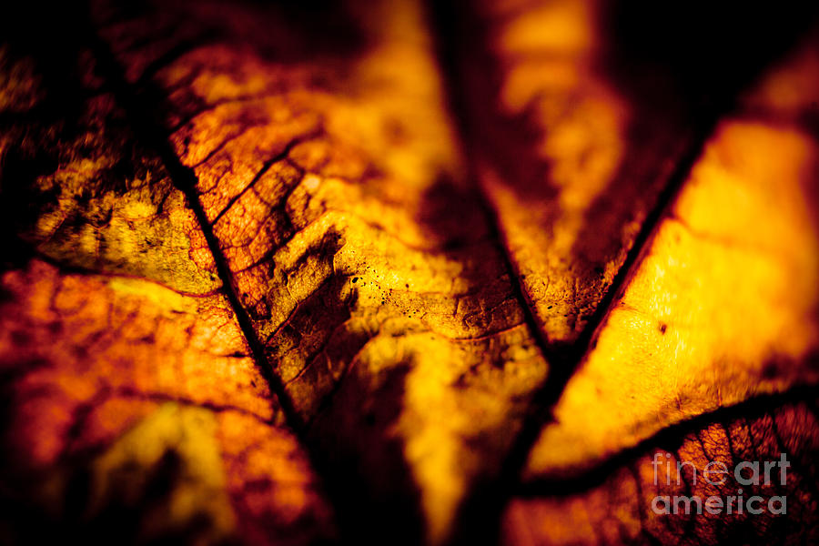 Nature Photograph - Autumn leaves closeup by Raimond Klavins