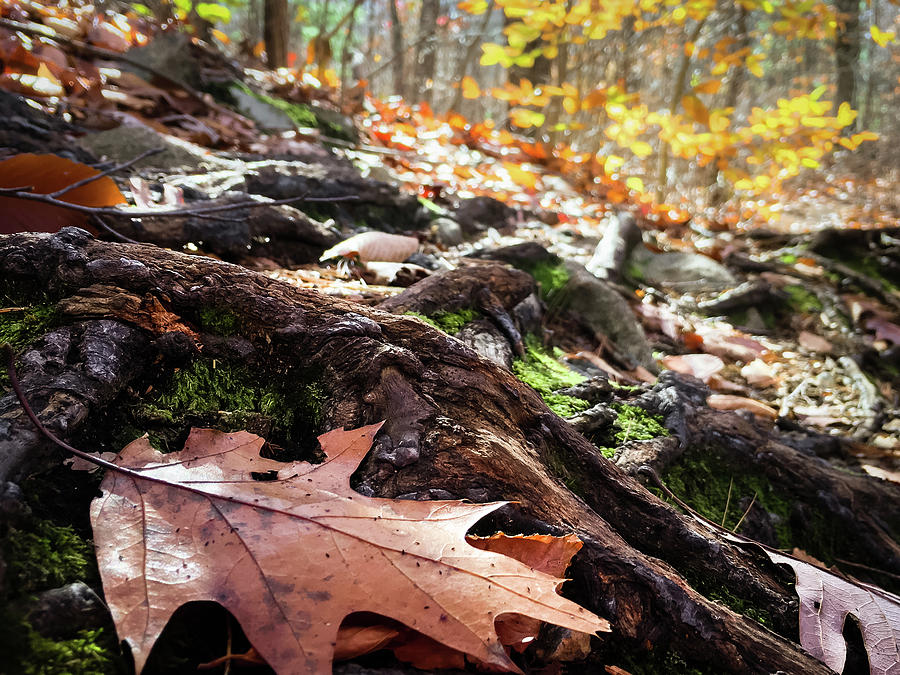 Leaves Photograph - Autumn leaves by Corey OHara Leaves Photograph - Autumn leaves by Corey OHara