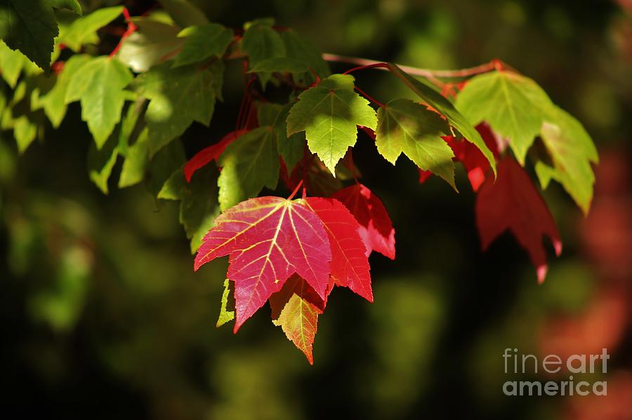 Autumn Leaves Photograph by Craig Wood
