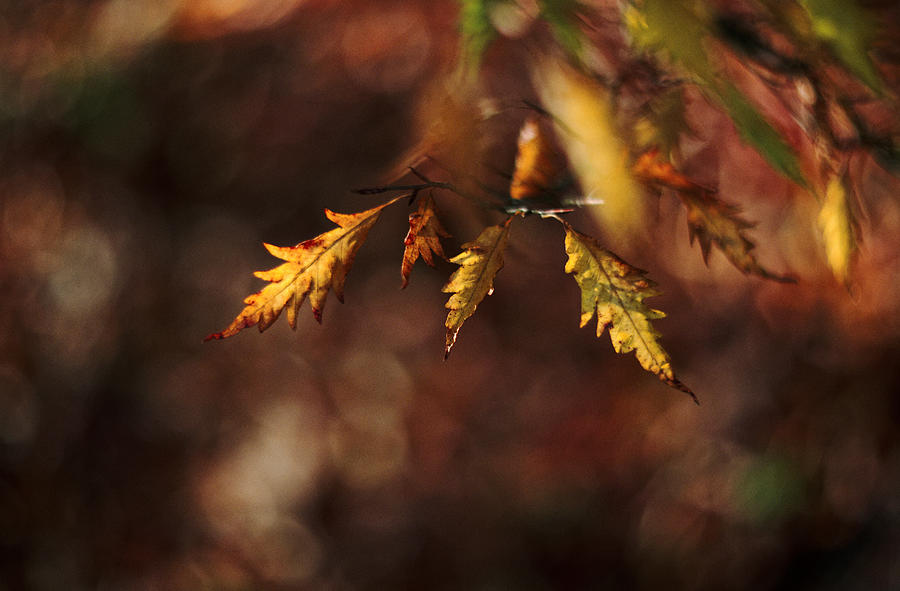 Autumn Leaves Photograph by David Harding