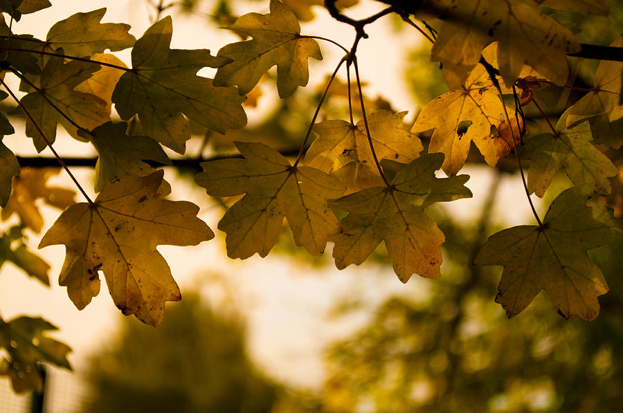 Autumn leaves by David Isaacson Autumn leaves by David Isaacson