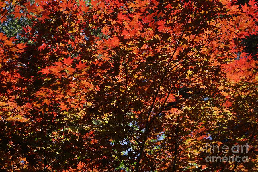 Autumn Leaves Photograph by Dean Triolo