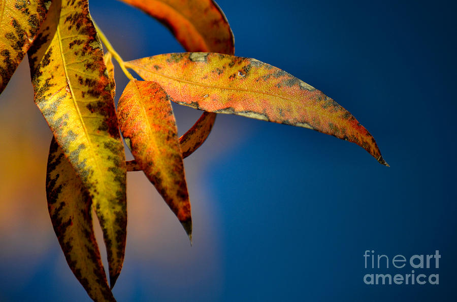 Autumn Leaves Photograph by Deb Halloran