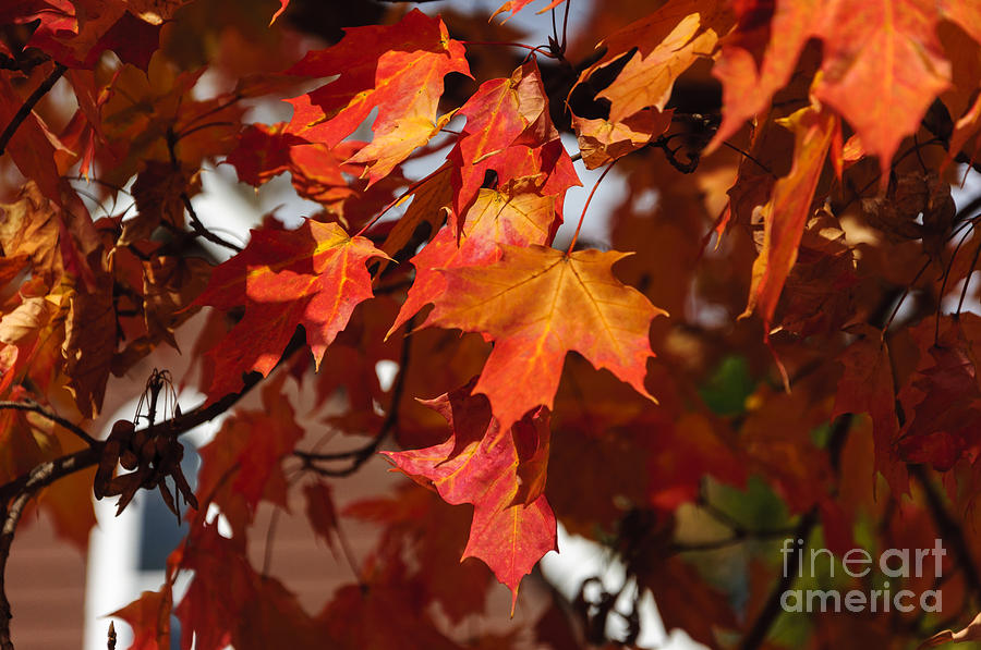 Autumn Leaves Photograph by Debra Fedchin