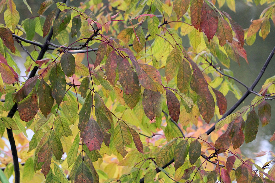 Autumn leaves Photograph by Doris Potter