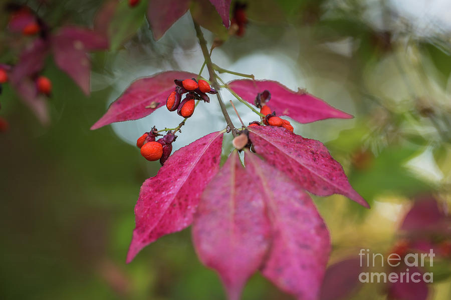 Autumn Leaves Photograph by Eva Lechner