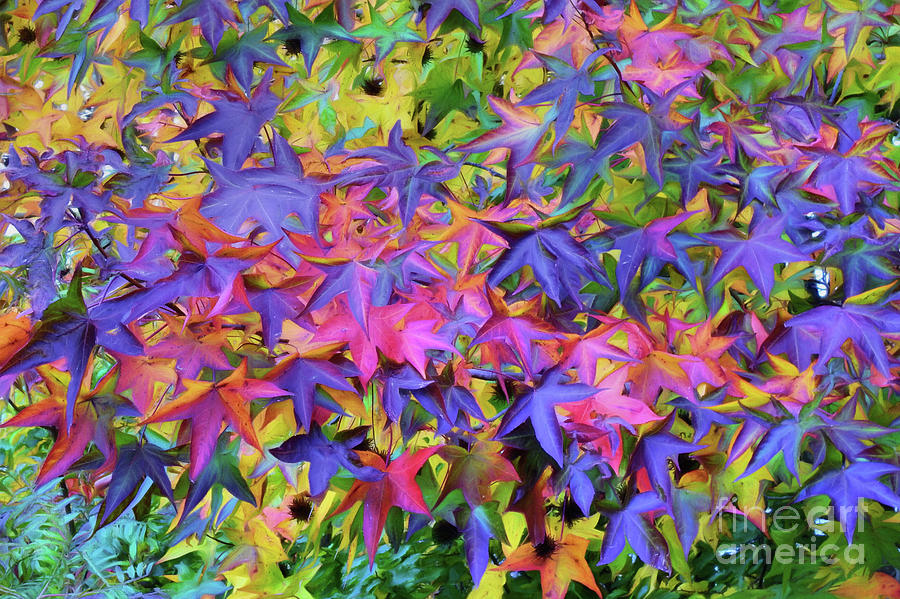 Autumn Leaves - Fall Color Photograph by Scott Cameron