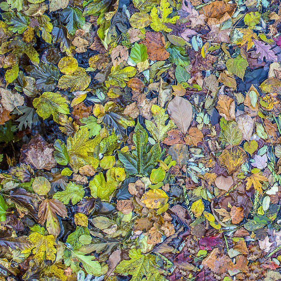 Autumn Leaves Floating In A Brook Photograph by William Bitman