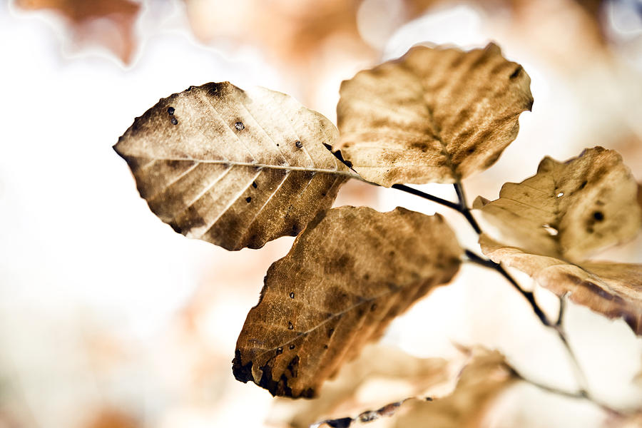 Autumn Leaves Photograph by Frank Tschakert