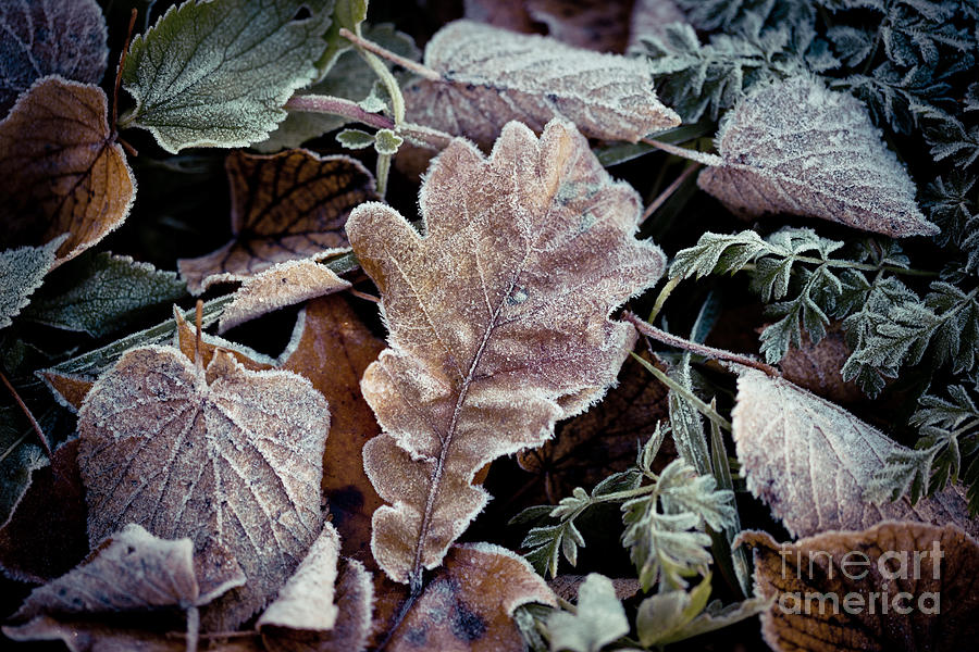 Autumn leaves frozen Artmif.lv Photograph by Raimond Klavins