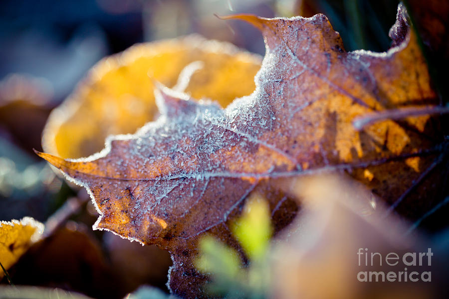 Autumn leaves frozen Photograph by Raimond Klavins