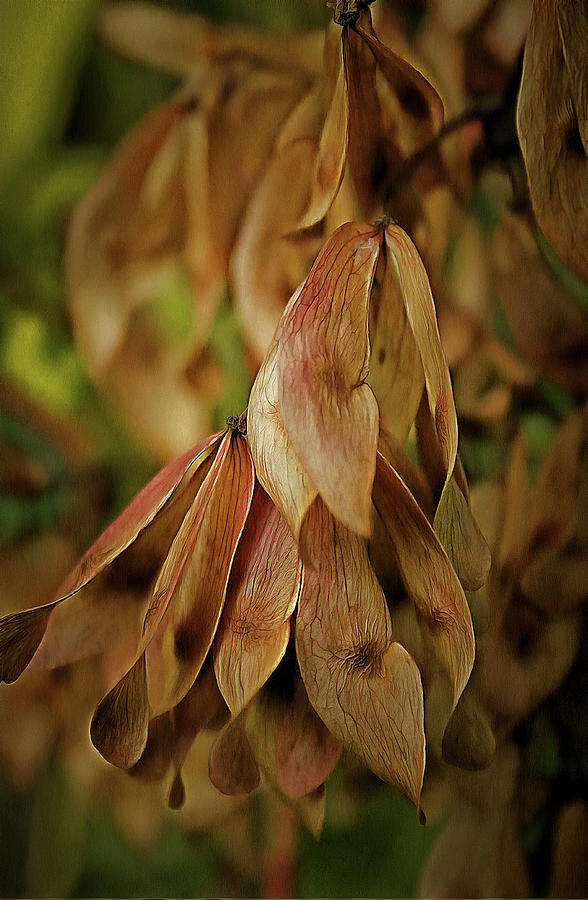 Autumn Leaves Photograph by Gavin Bates