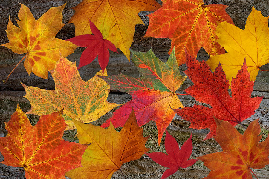 Autumn Leaves Photograph by Gill Billington