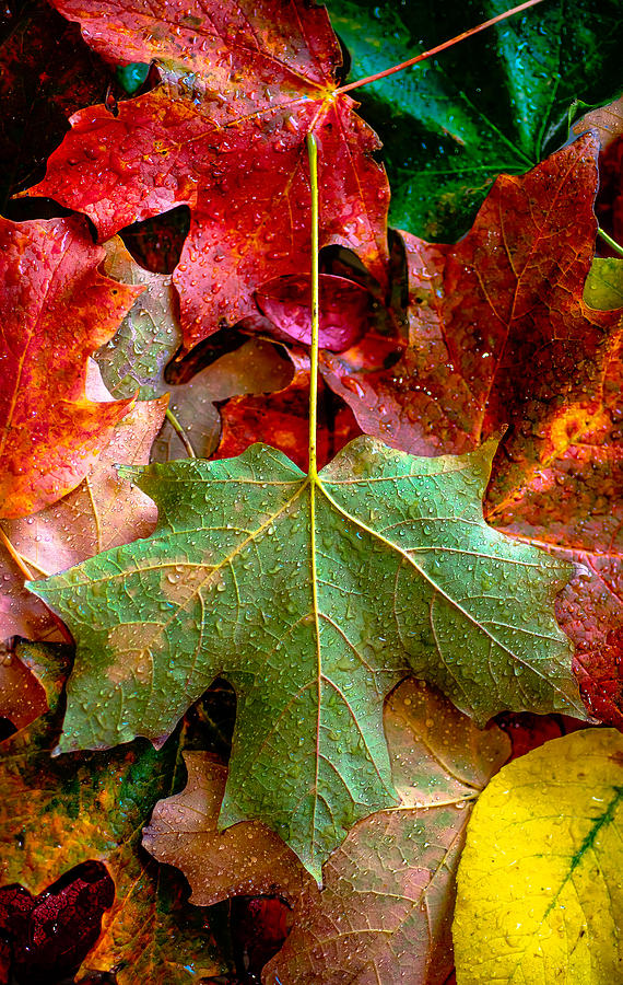 Autumn Leaves Photograph by Greg Waters