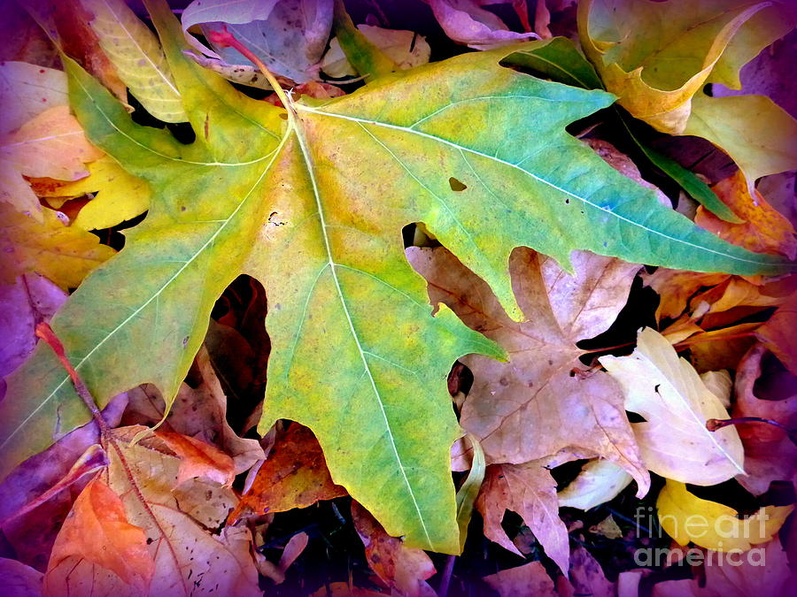 Autumn Leaves Heart Photograph by Mars Besso