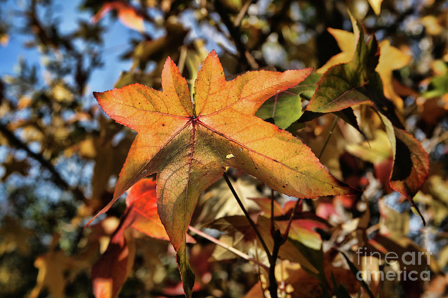 Autumn Leaves I Photograph by Chuck Kuhn