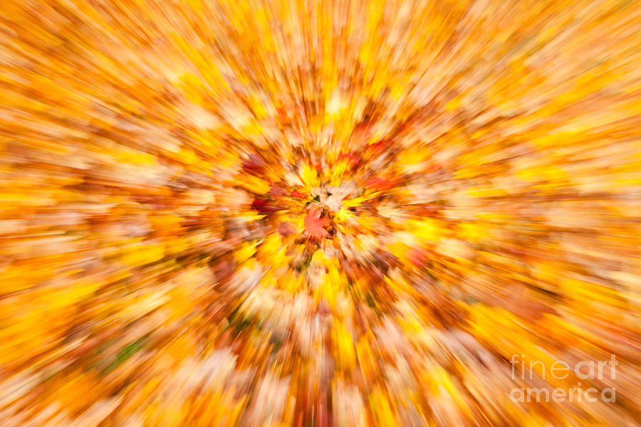 Autumn Leaves I Photograph by Clarence Holmes