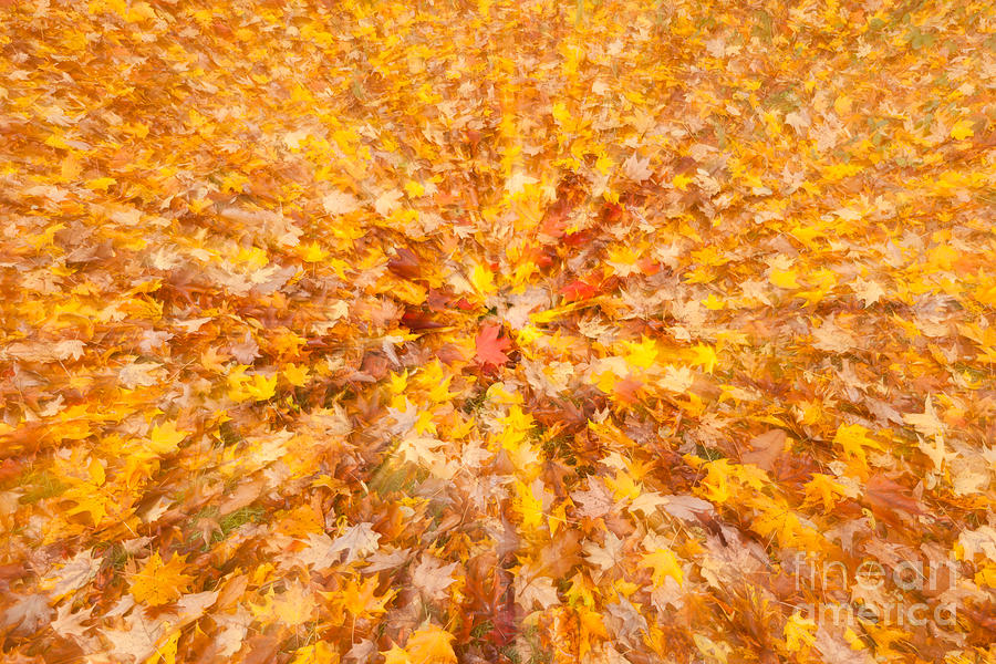 Autumn Leaves II Photograph by Clarence Holmes