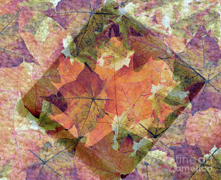 Autumn Leaves Impressions Photograph by Lydia Holly