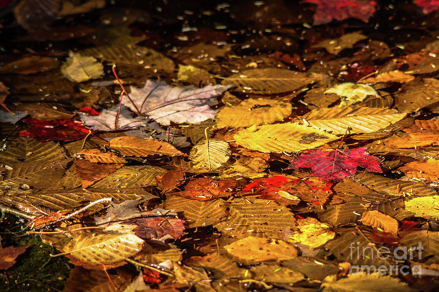 Autumn Leaves in a Puddle Photograph by Cheryl Baxter