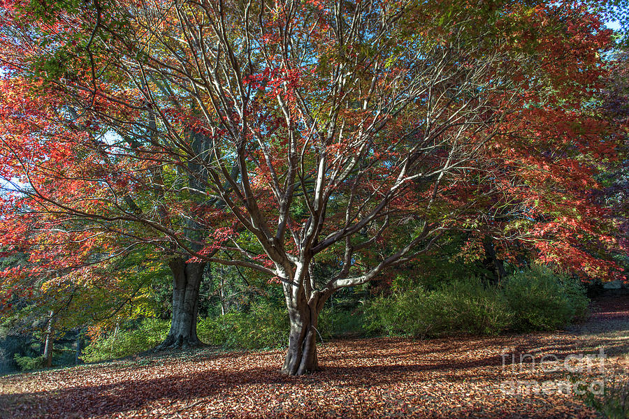 Autumn Leaves In Asheville Nc Photograph