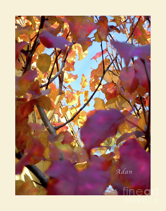 Autumn Leaves in Blue Sky Photograph by Felipe Adan Lerma