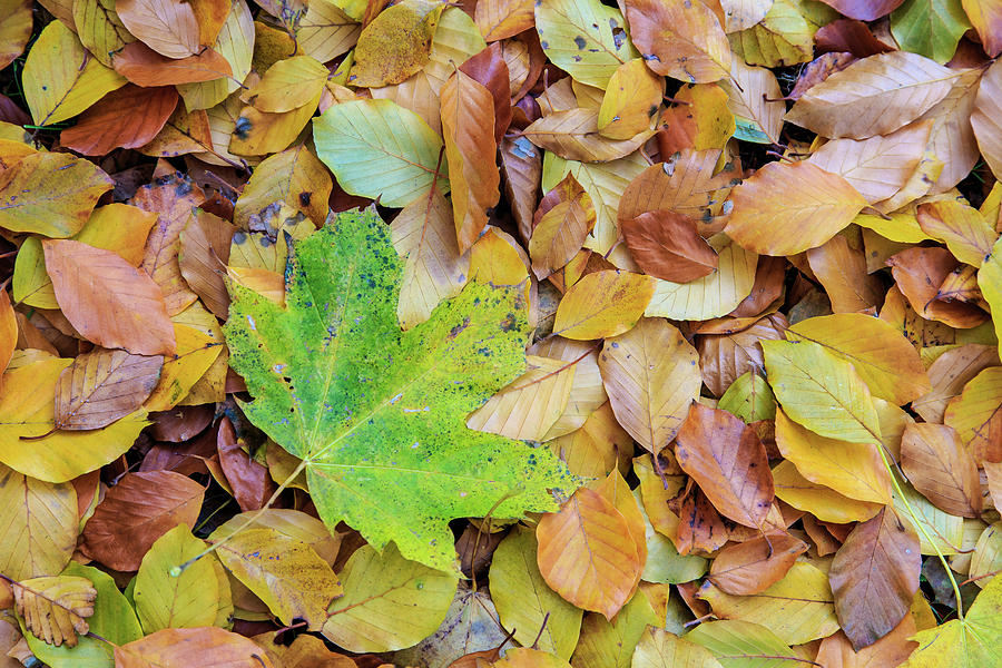 Autumn leaves in Tiergarten Berlin Photograph by Stefan Mazzola