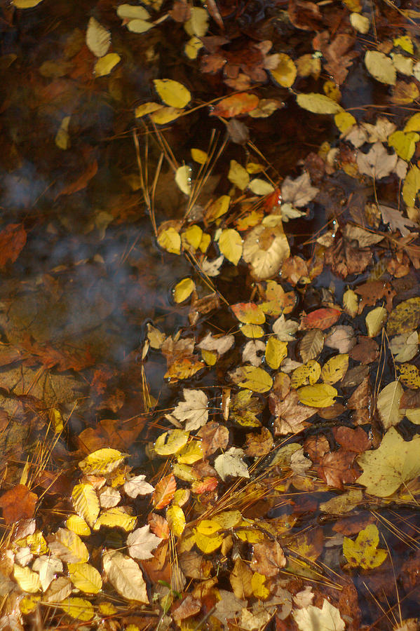 Autumn Leaves In Water Photograph by Suzanne Powers
