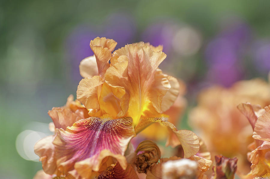 Autumn Leaves Iris Flower. The Beauty of Irises  Photograph by Jenny Rainbow