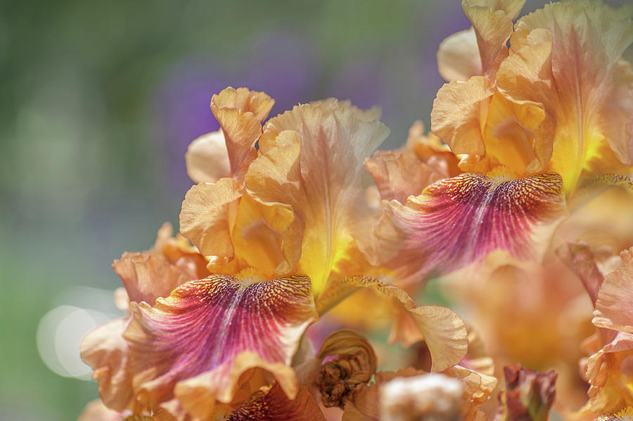 Iris Photograph - Autumn Leaves Irises. Repeating Patterns by Jenny Rainbow