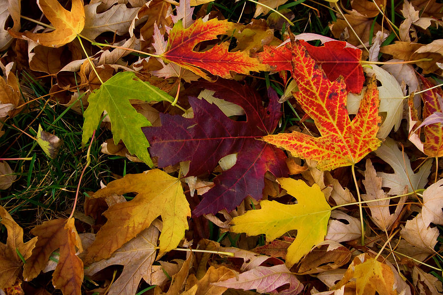 Autumn Leaves Photograph by James BO Insogna
