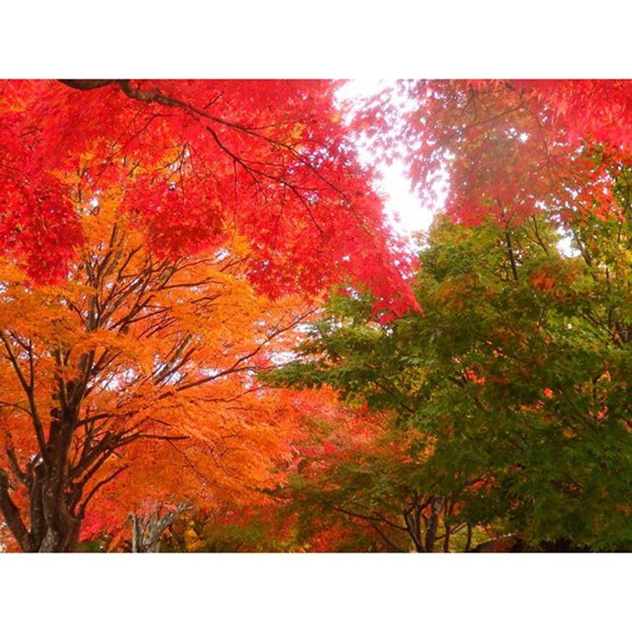 Autumn Leaves Japan Photograph by Kanna Fairy