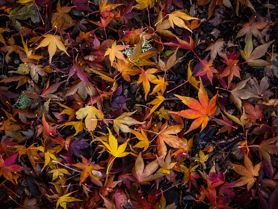 Autumn Leaves  Photograph by Jean Noren
