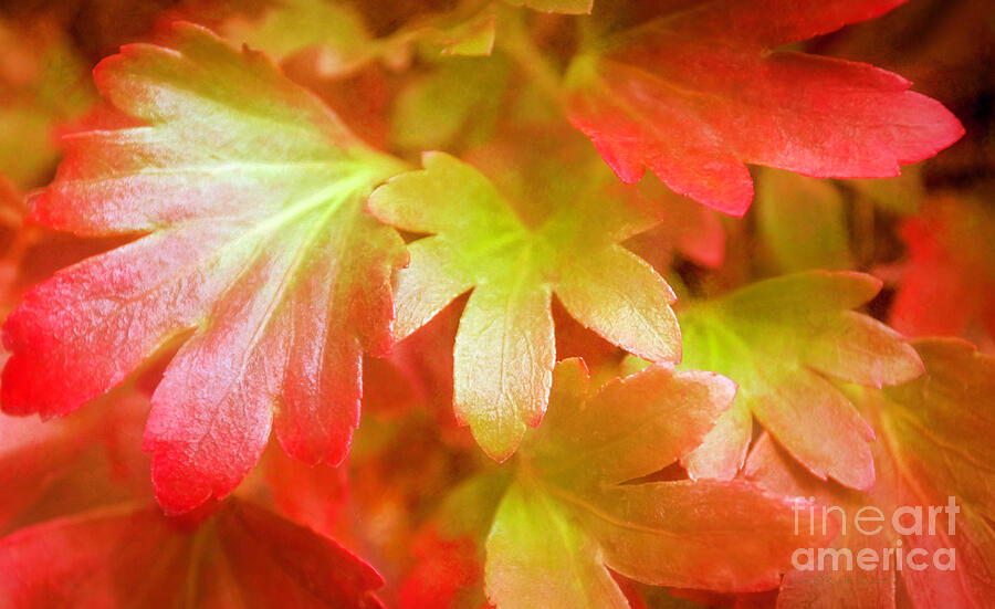 Autumn Leaves Digital Art by Jean OKeeffe Macro Abundance Art