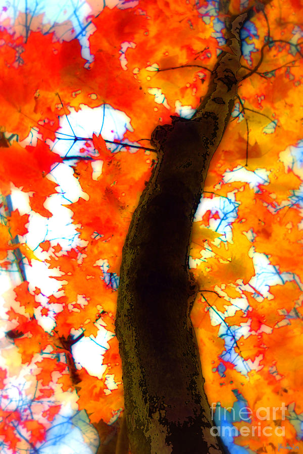 Autumn Leaves Photograph by Jeff Breiman