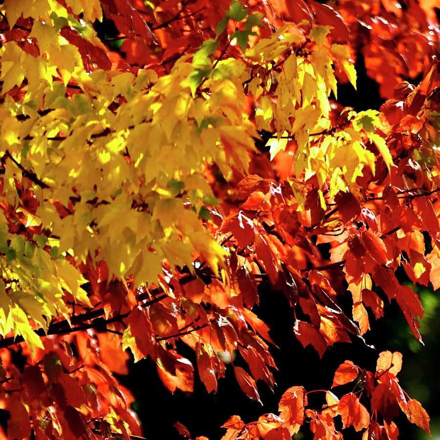 Autumn Leaves Photograph by Jerry Sodorff