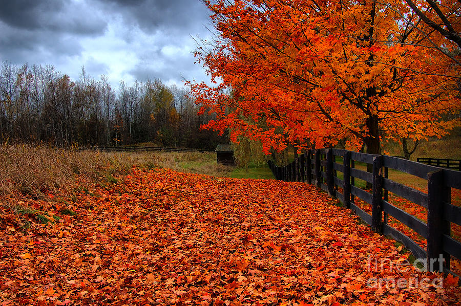 Autumn Leaves Photograph by Joe Ng